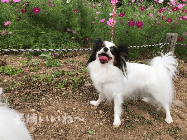 白木峰高原にて、笑う犬